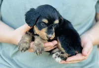 Saffron, a male Miniature Aussiedoodle for sale in Cedar Creek, TX – Photo 2 of 2