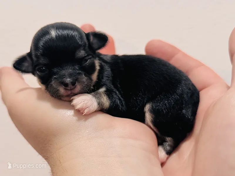Female 3  – Chihuahua puppy for sale in Cedar Creek, TX