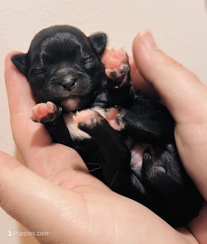 Female 2  – Chihuahua puppy for sale in Cedar Creek, TX