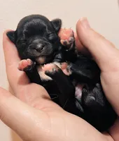 Female 2 , a female Chihuahua for sale in Cedar Creek, TX – 1 of 2