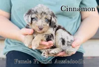 Cinnamon, a female Miniature Aussiedoodle for sale in Cedar Creek, TX – Photo 1 of 4