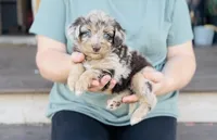 Cinnamon, a female Miniature Aussiedoodle for sale in Cedar Creek, TX – Photo 3 of 4