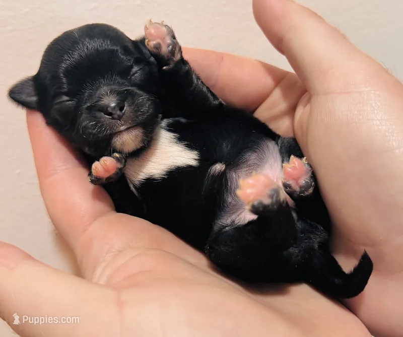 Female 1  – Chihuahua puppy for sale in Cedar Creek, TX