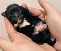 Female 1 , a female Chihuahua for sale in Cedar Creek, TX – 1 of 2