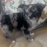 Posie, a female Chihuahua for sale in Cedar Creek, TX – 5 of 10