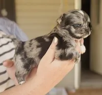 Posie, a female Chihuahua for sale in Cedar Creek, TX – 10 of 10