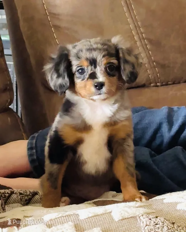 Betty  – Chihuahua, Miniature Aussiedoodle puppy for sale in Cedar Creek, TX