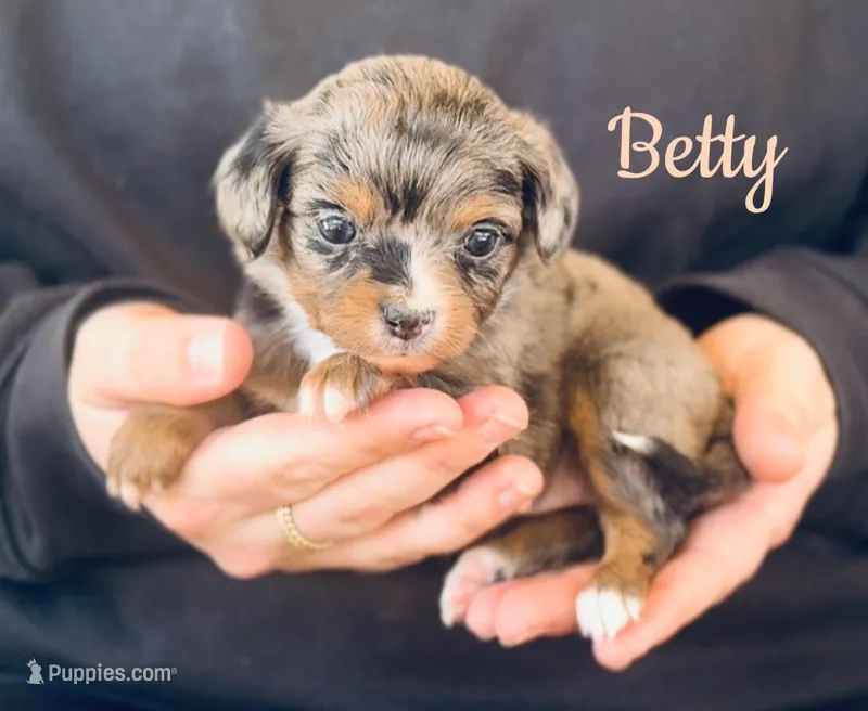 Betty  – Chihuahua, Miniature Aussiedoodle puppy for sale in Cedar Creek, TX