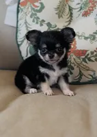 Rocket , a female Chihuahua for sale in Cedar Creek, TX – 3 of 8