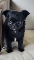 Murphy , a male Chihuahua for sale in Cedar Creek, TX – 2 of 6