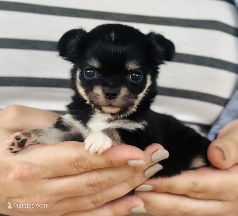 Female 3  – Chihuahua puppy for sale in Cedar Creek, TX