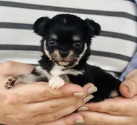 Rocket , a female Chihuahua for sale in Cedar Creek, TX – 5 of 8