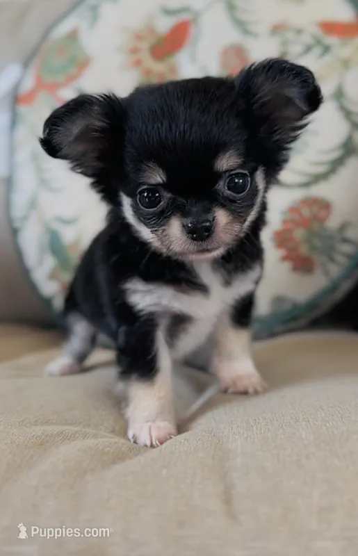 Rocket  – Chihuahua puppy for sale in Cedar Creek, TX