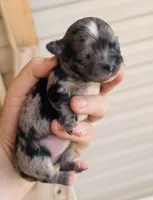 Female 4, a female Chihuahua for sale in Cedar Creek, TX – 2 of 2