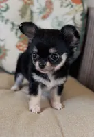 Rocket , a female Chihuahua for sale in Cedar Creek, TX – 2 of 8