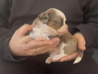 Archie , a male Chihuahua and Miniature Aussiedoodle for sale in Cedar Creek, TX – Photo 3 of 3