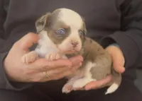 Archie , a male Chihuahua and Miniature Aussiedoodle for sale in Cedar Creek, TX – Photo 2 of 3