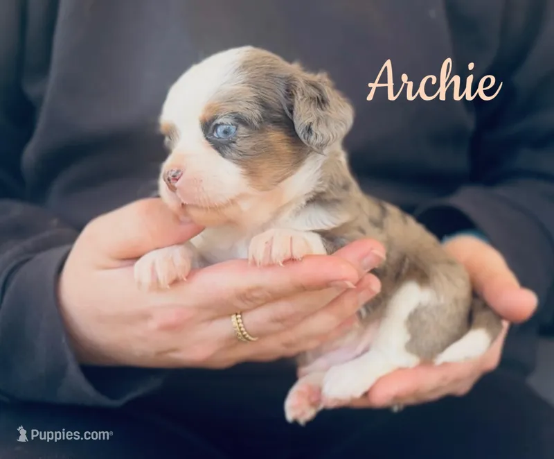 Archie  – Chihuahua, Miniature Aussiedoodle puppy for sale in Cedar Creek, TX