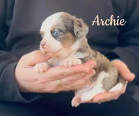 Archie , a male Chihuahua and Miniature Aussiedoodle for sale in Cedar Creek, TX – Photo 1 of 3