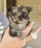 Posie, a female Chihuahua for sale in Cedar Creek, TX – 6 of 10