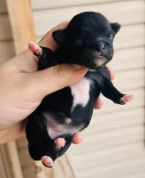 Female 2 , a female Chihuahua for sale in Cedar Creek, TX – 2 of 2