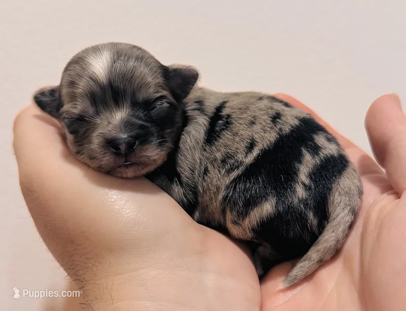 Female 4 – Chihuahua puppy for sale in Cedar Creek, TX
