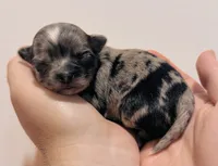Female 4, a female Chihuahua for sale in Cedar Creek, TX – 1 of 2