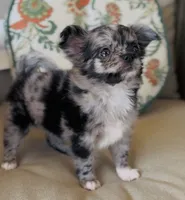 Posie, a female Chihuahua for sale in Cedar Creek, TX – 2 of 10