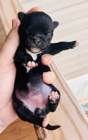 Female 1 , a female Chihuahua for sale in Cedar Creek, TX – 2 of 2
