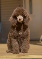 Amethyst, a female Poodle - Miniature  for sale in Cedar Creek, TX – Photo 1 of 6