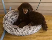 Amethyst, a female Poodle - Miniature  for sale in Cedar Creek, TX – Photo 2 of 6