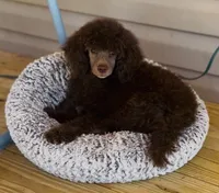 Amethyst, a female Poodle - Miniature  for sale in Cedar Creek, TX – Photo 4 of 6