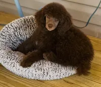 Amethyst, a female Poodle - Miniature  for sale in Cedar Creek, TX – Photo 5 of 6