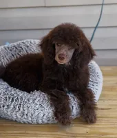 Amethyst, a female Poodle - Miniature  for sale in Cedar Creek, TX – Photo 3 of 6