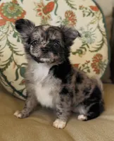 Posie, a female Chihuahua for sale in Cedar Creek, TX – 1 of 10