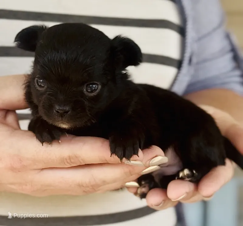 Male 2 – Chihuahua puppy for sale in Cedar Creek, TX