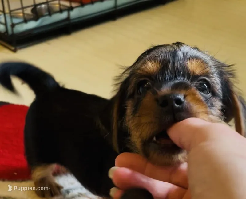 B boy – Yorkshire Terrier puppy for sale in Springfield, OH