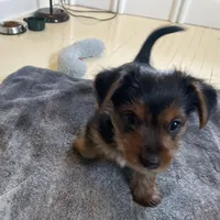 B boy, a male Yorkshire Terrier for sale in Springfield, OH – Photo 4 of 5