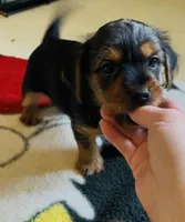 B boy, a male Yorkshire Terrier for sale in Springfield, OH – Photo 2 of 5