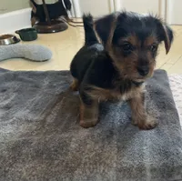 B boy, a male Yorkshire Terrier for sale in Springfield, OH – Photo 3 of 5