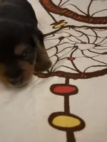 B boy, a male Yorkshire Terrier for sale in Springfield, OH – Photo 5 of 5