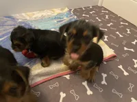 Lil Man, a male Yorkshire Terrier for sale in Springfield, OH – Photo 7 of 7