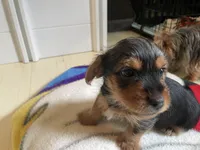 Lil Man, a male Yorkshire Terrier for sale in Springfield, OH – Photo 5 of 7