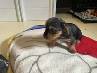 Lil Man, a male Yorkshire Terrier for sale in Springfield, OH – Photo 6 of 7