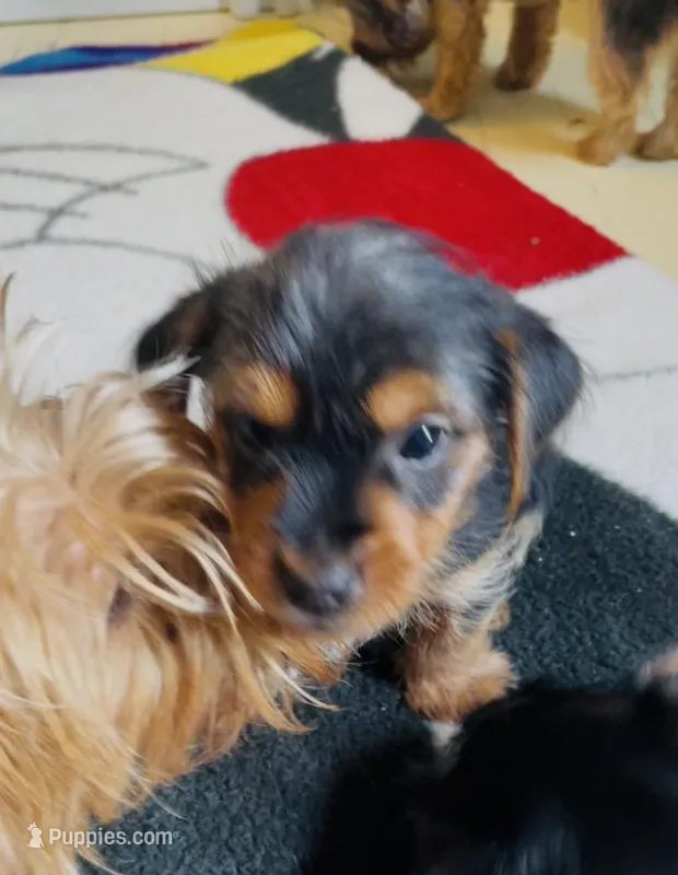 Lil Man – Yorkshire Terrier puppy for sale in Springfield, OH