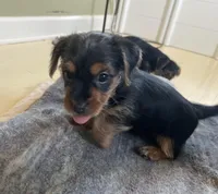 Lil Man, a male Yorkshire Terrier for sale in Springfield, OH – Photo 3 of 7