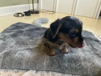 Lil Man, a male Yorkshire Terrier for sale in Springfield, OH – Photo 4 of 7