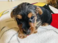 Lil Man, a male Yorkshire Terrier for sale in Springfield, OH – Photo 2 of 7