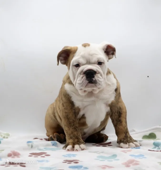 Ivan  – English Bulldog puppy for sale in Paramount, CA