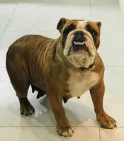 Karla, a female English Bulldog for sale in Paramount, CA – 7 of 7